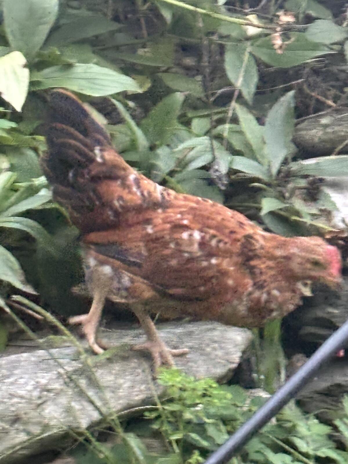 2 Junghähne 1