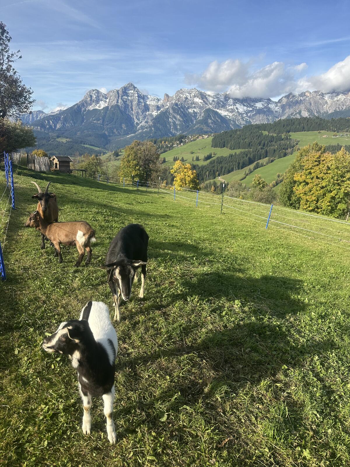 Ziege mit Kitz 2