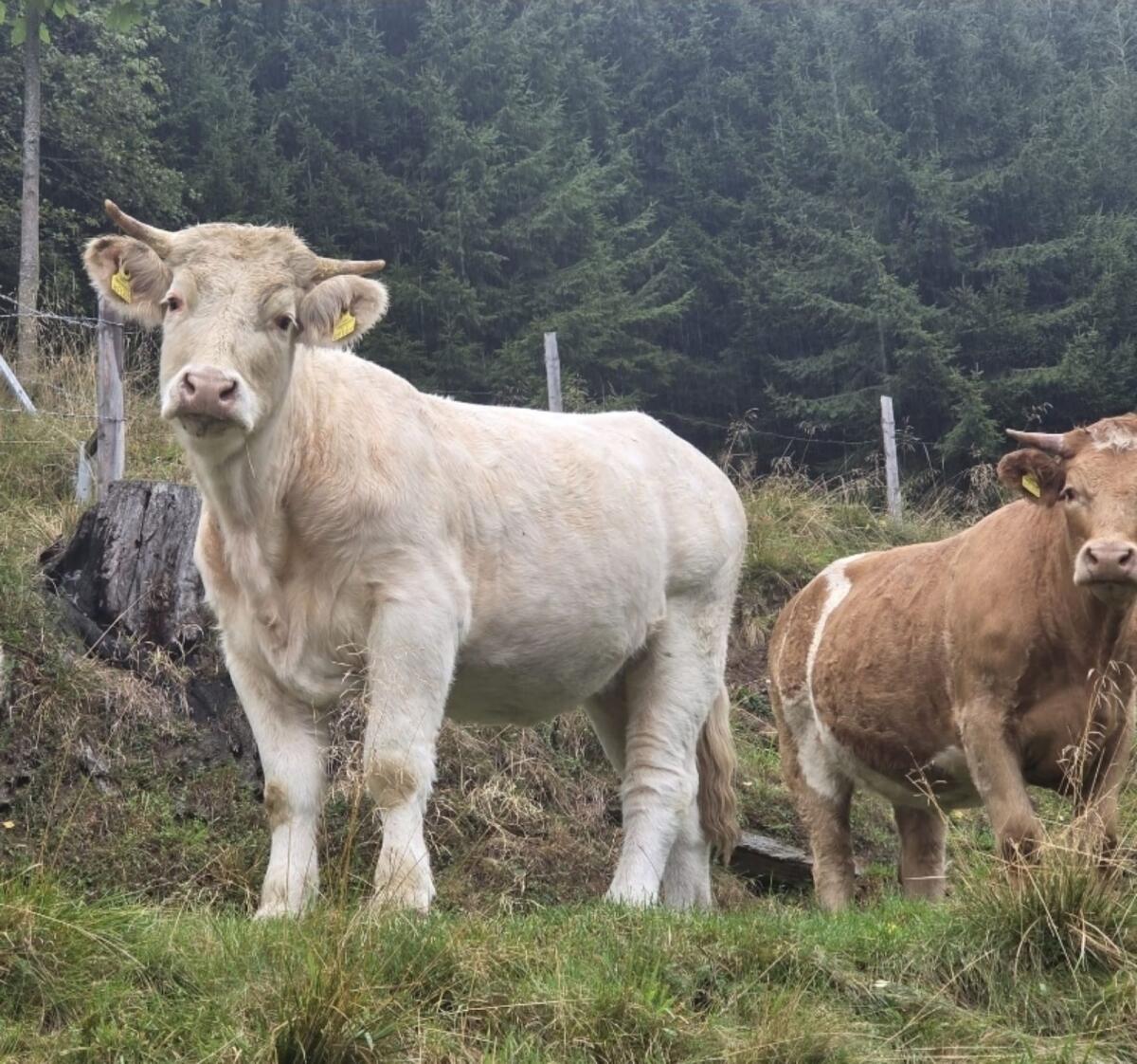 Charolais Zuchtkalbin 2