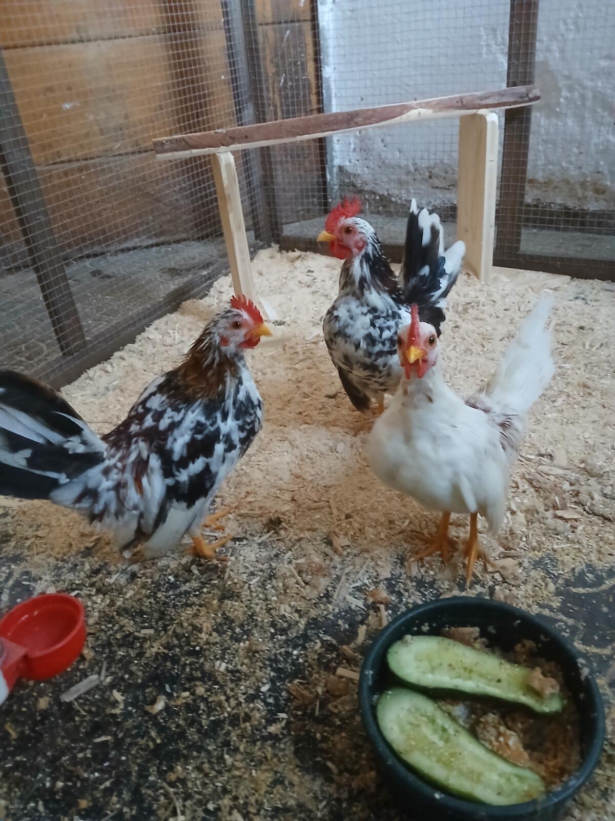 2 junge Serama Hähne suchen neuen Körnerspender 2