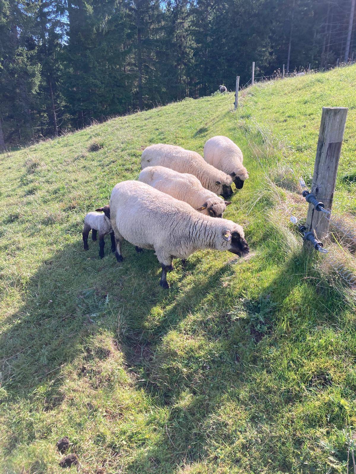 Shropshire Schafe zu verkaufen 1