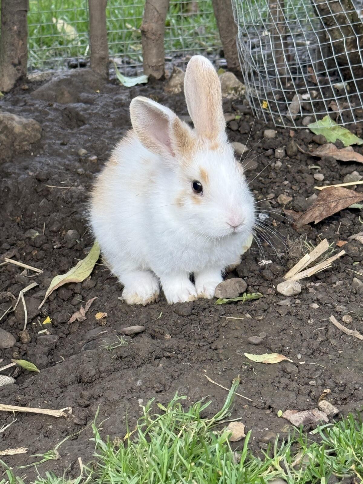 Löwenkopf-Kaninchen 3