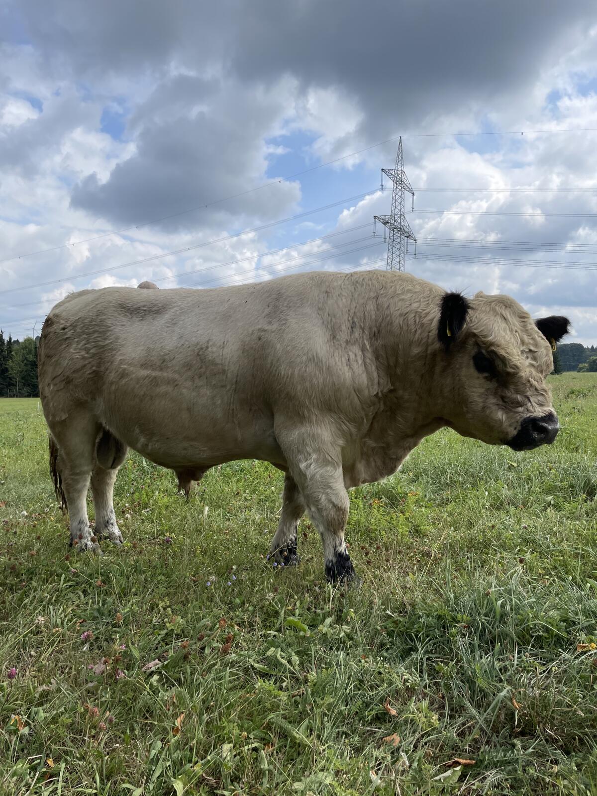 Galloway Bulle Herdbuch 2