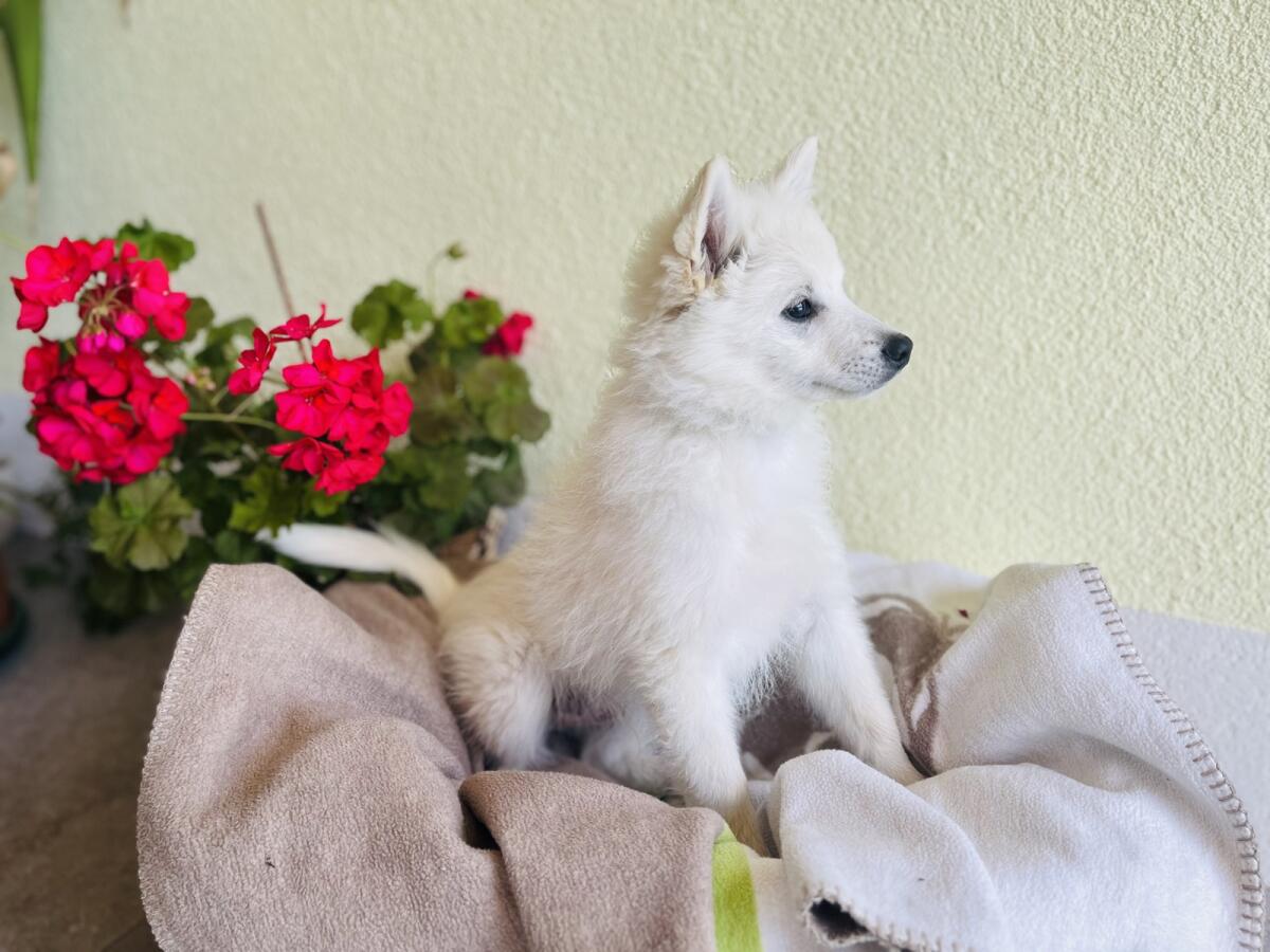 Spitz Welpen 2