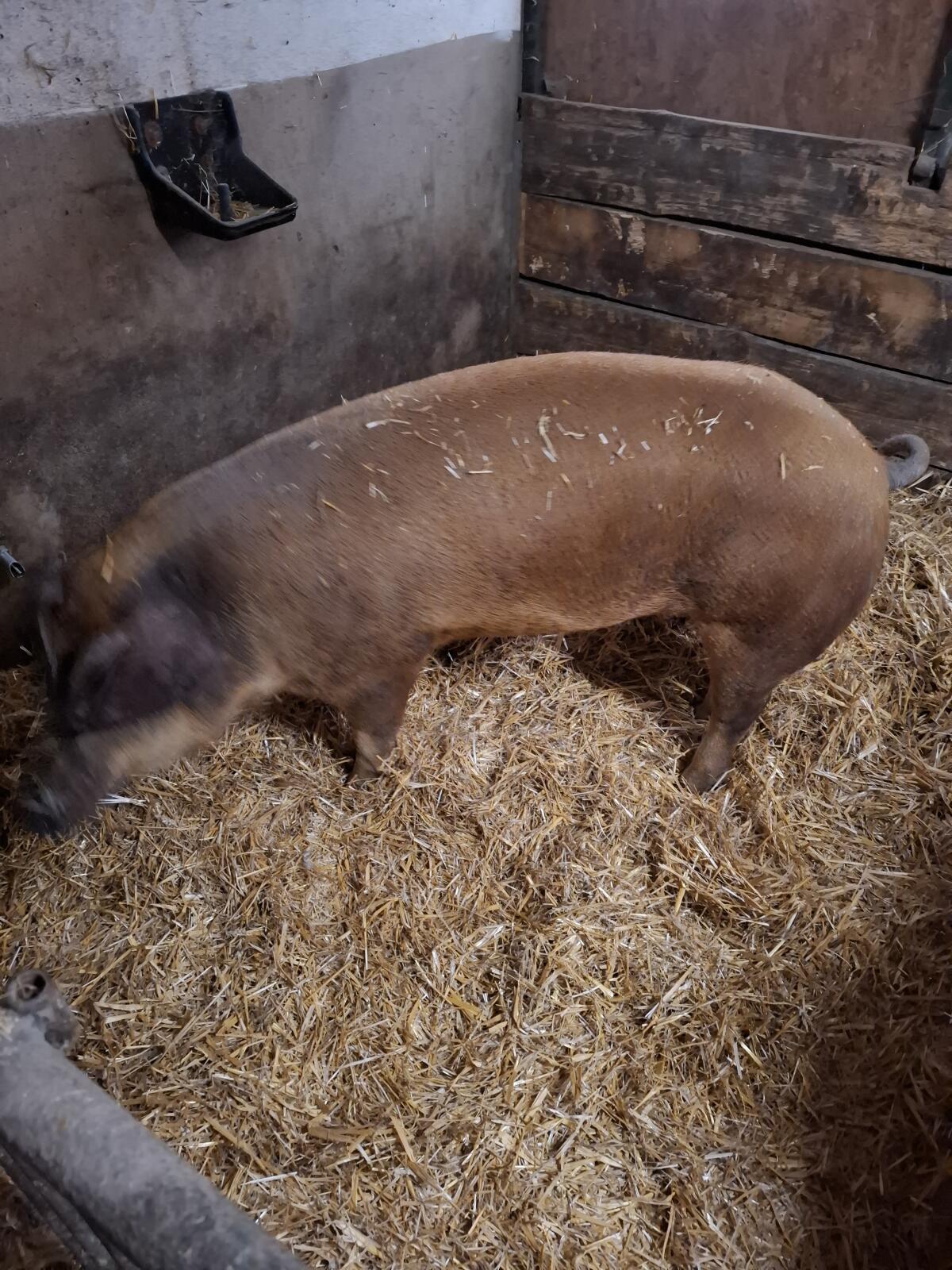 Duroc Sau trächtig 2