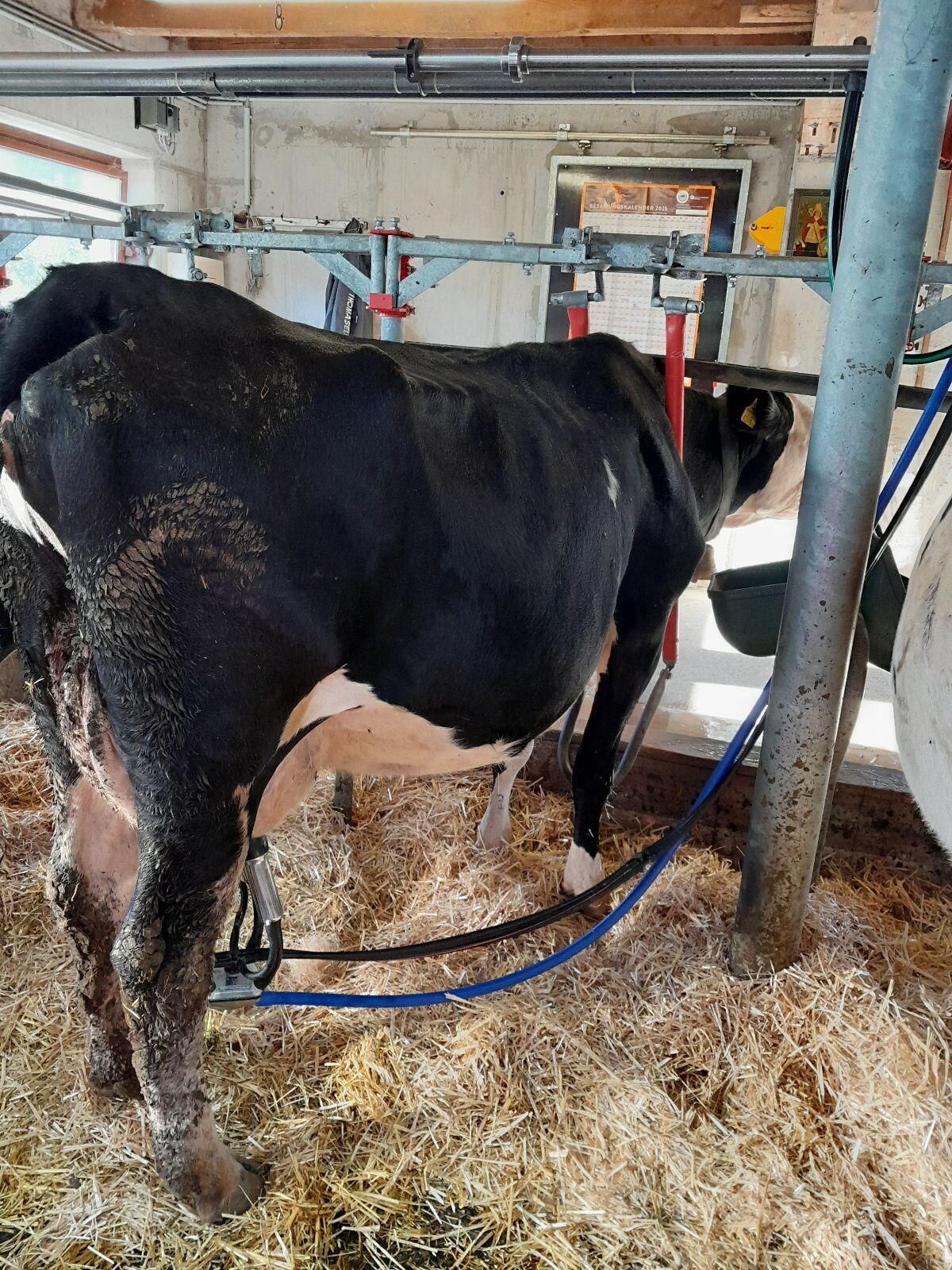 Fleckvieh x Holstein Kuh 3