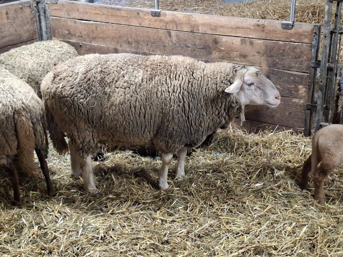 Merino Schafbock 2