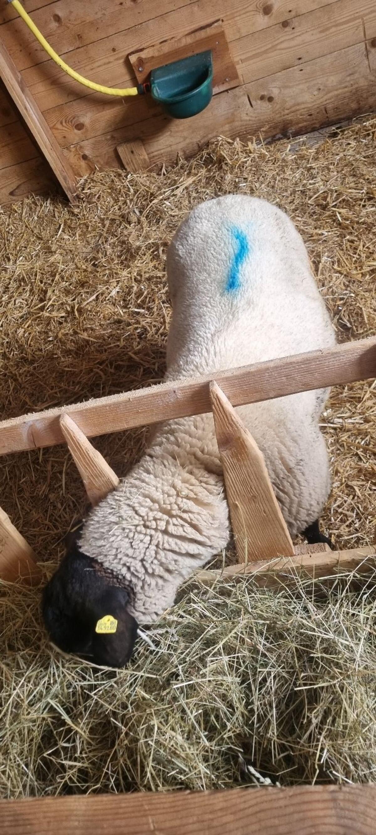 Suffolk Jungwidder 1