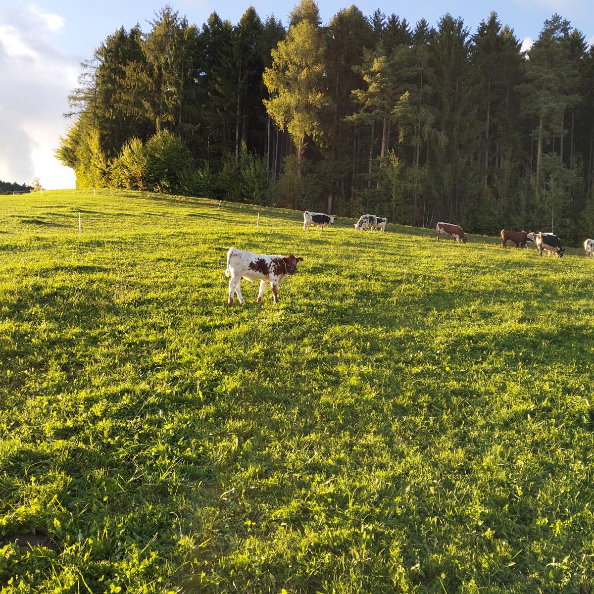 Pustertaler Sprinzen Kalbin Bio 2