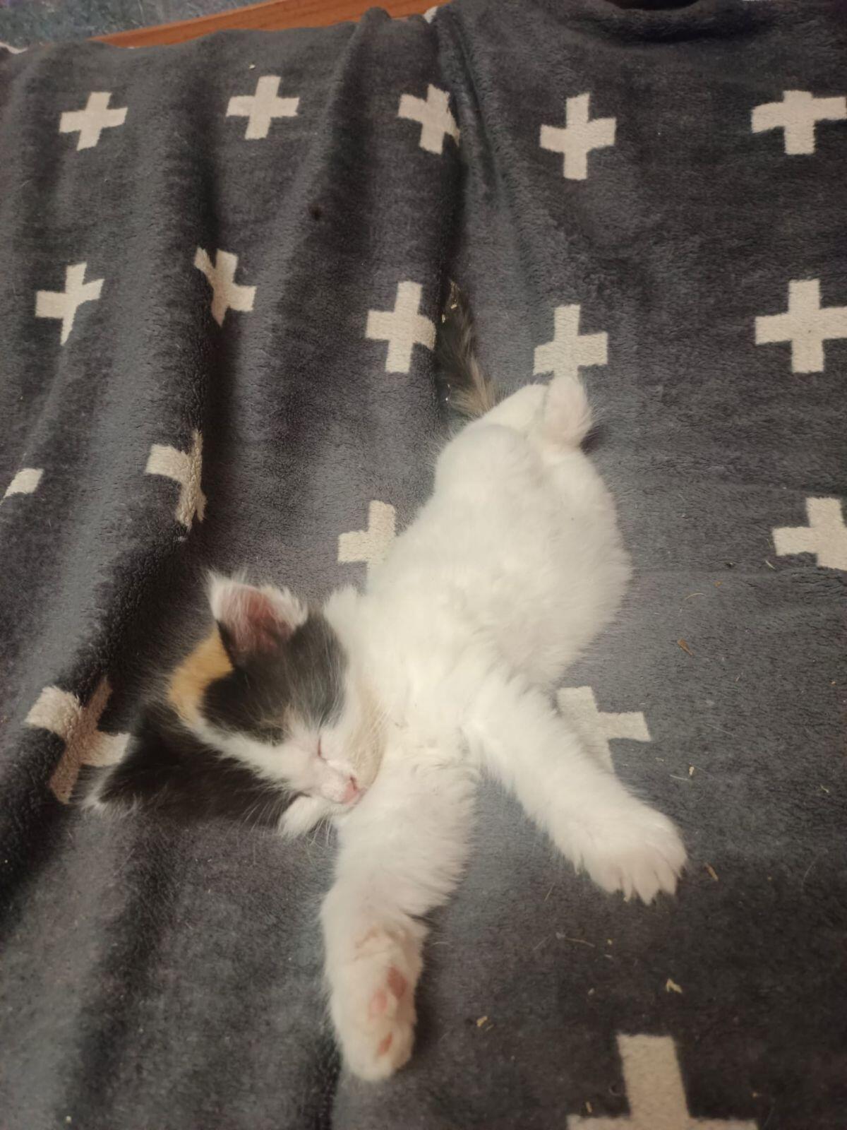 Katzen 3