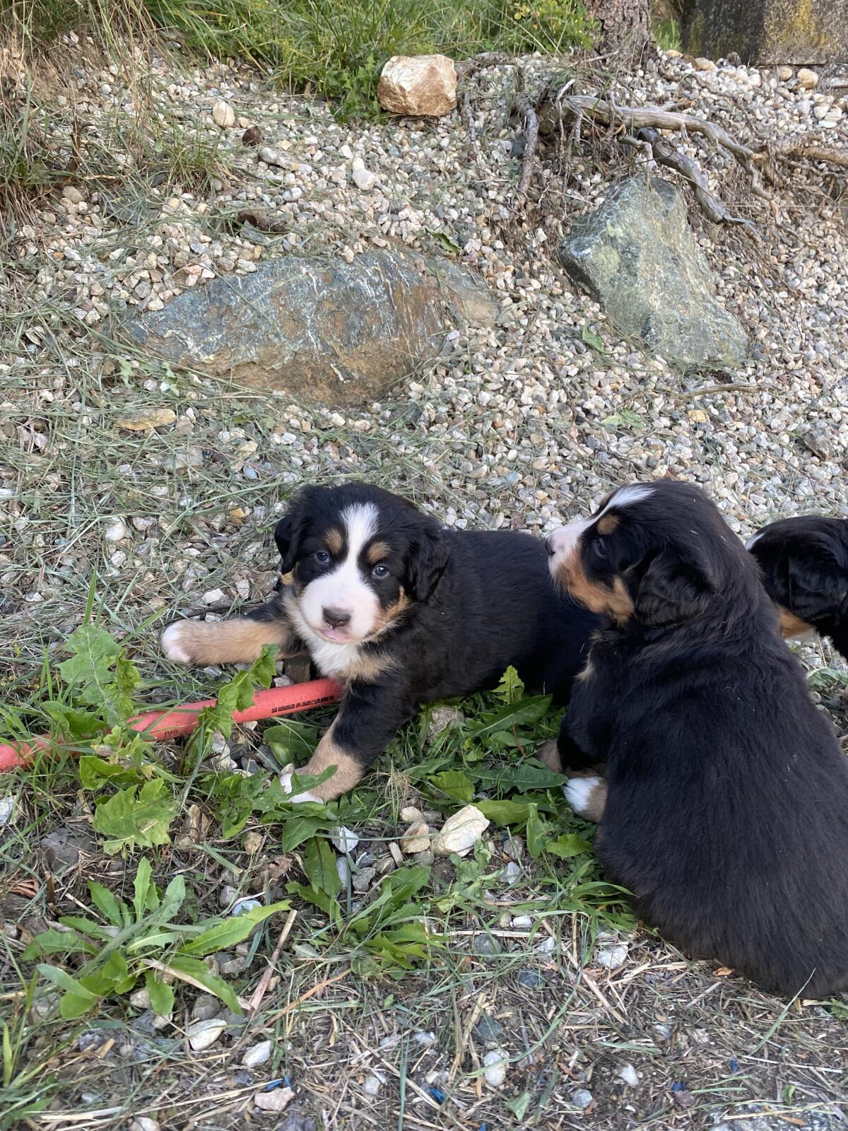 Reinrassige Berner Sennen Welpen 2