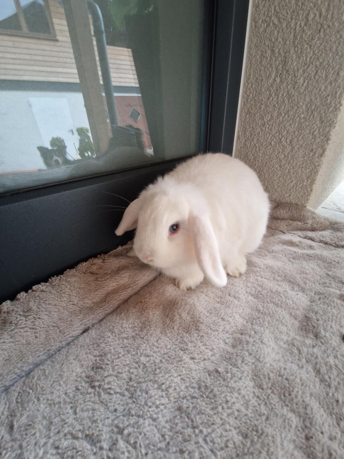 Miniloop Hasen 3