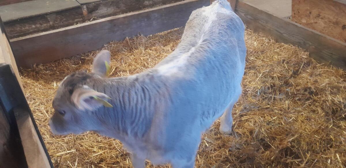 Blüam Stier BIO 1