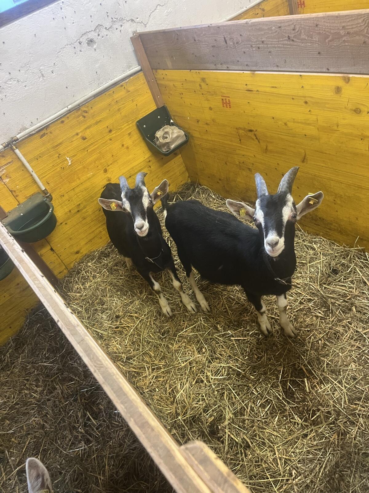 Bünder Böcke 1