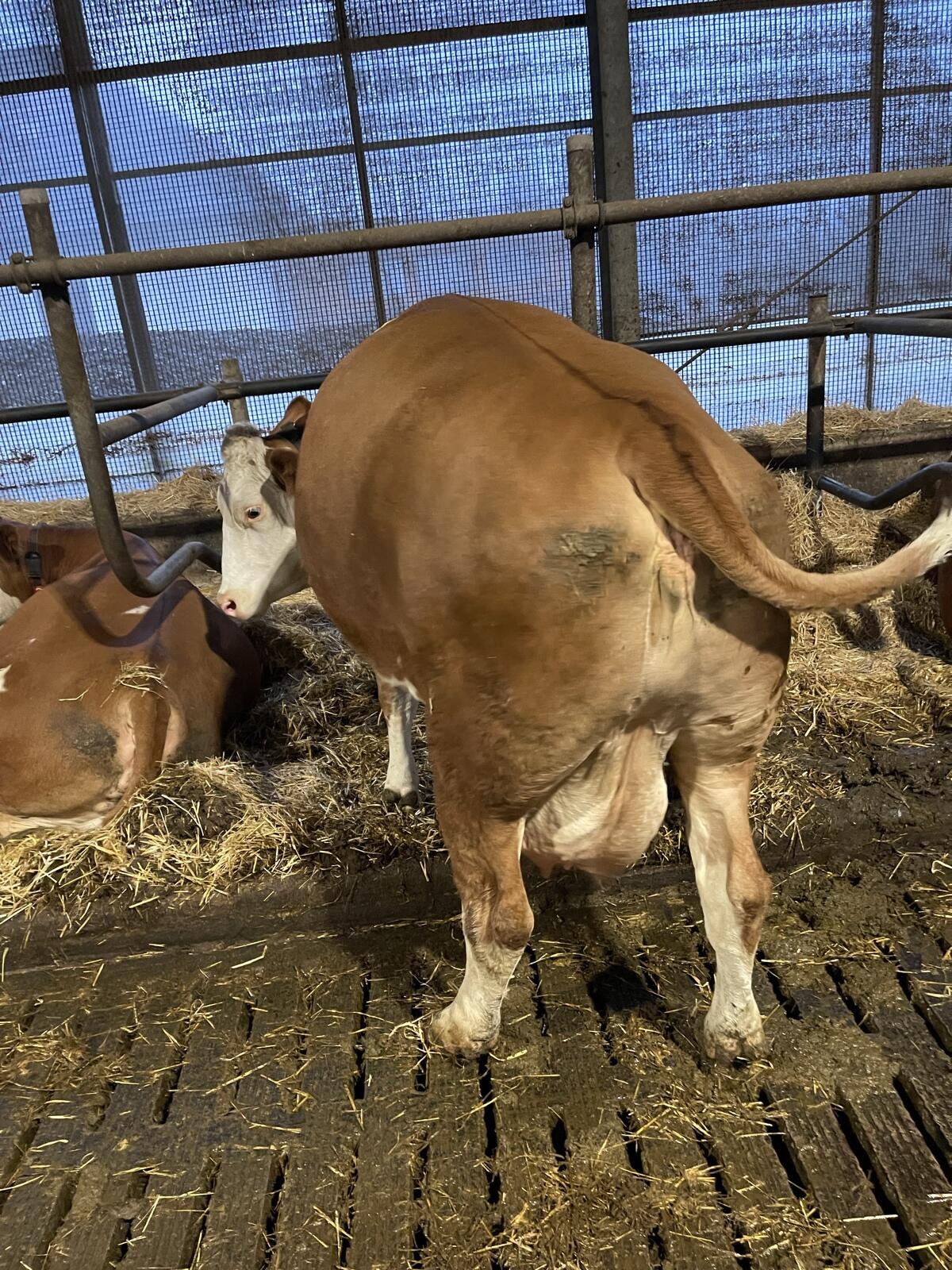 Kuh in Milch 30 l 3