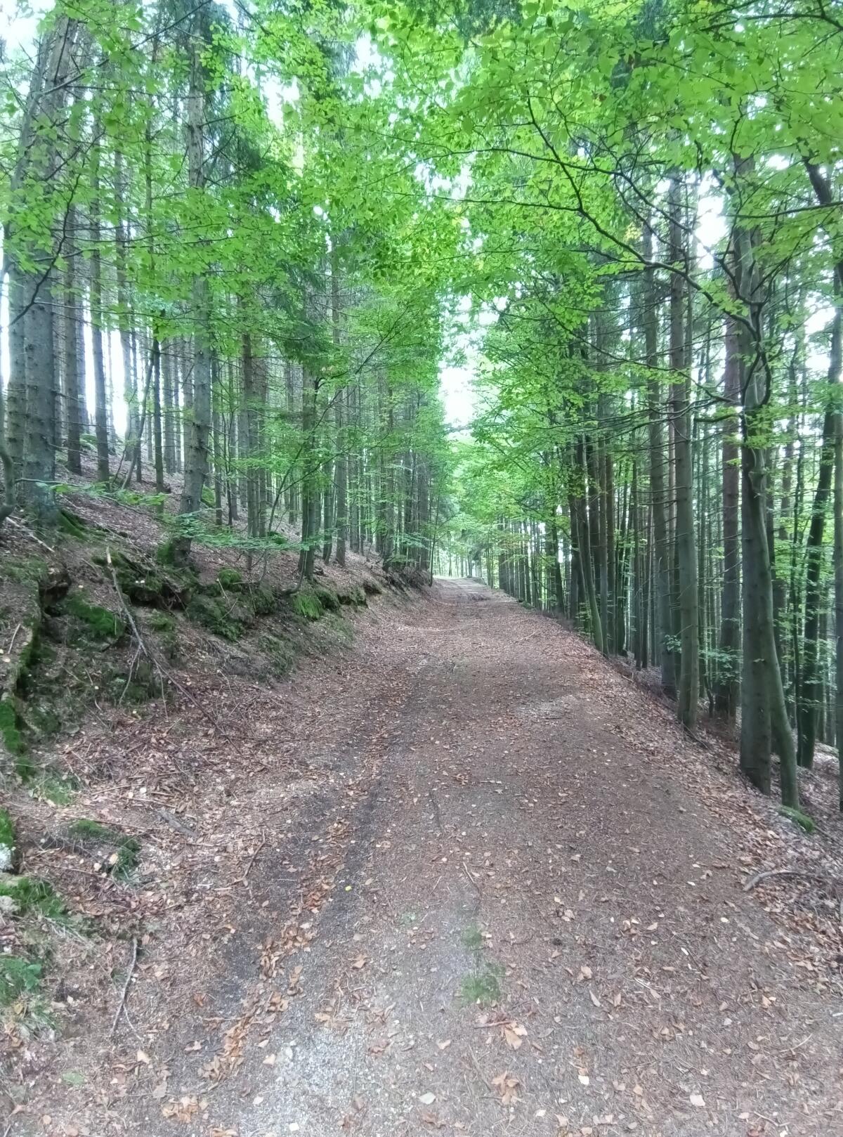 Verkaufe Wirtschaftswald, Hochwald 1