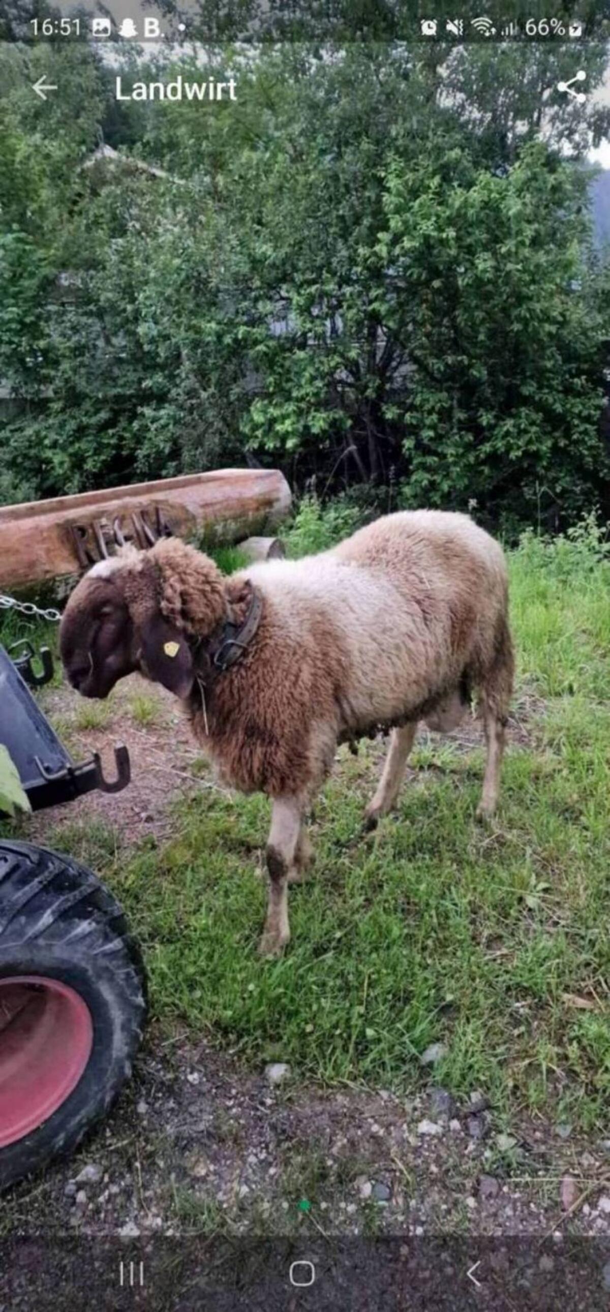Bergschaf Widder 3