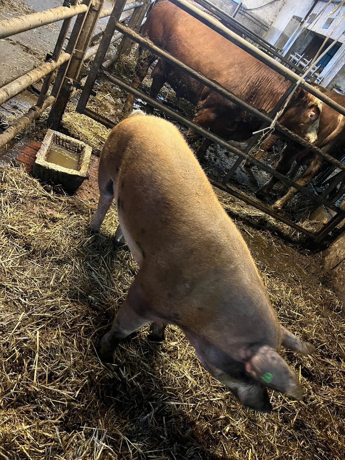 Zucht Eber Duroc x Pietrain 3