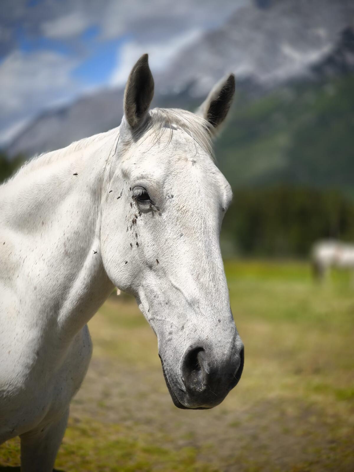 Liebe Lipizzanerstute zu verkaufen 2