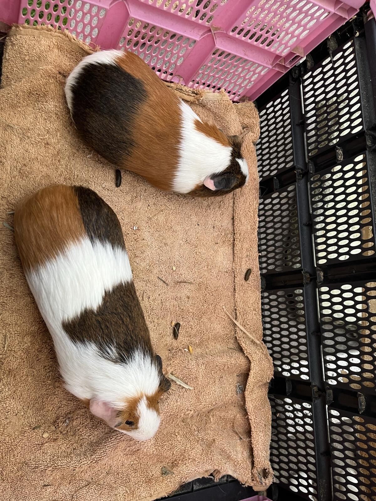 Meerschweinchen 3