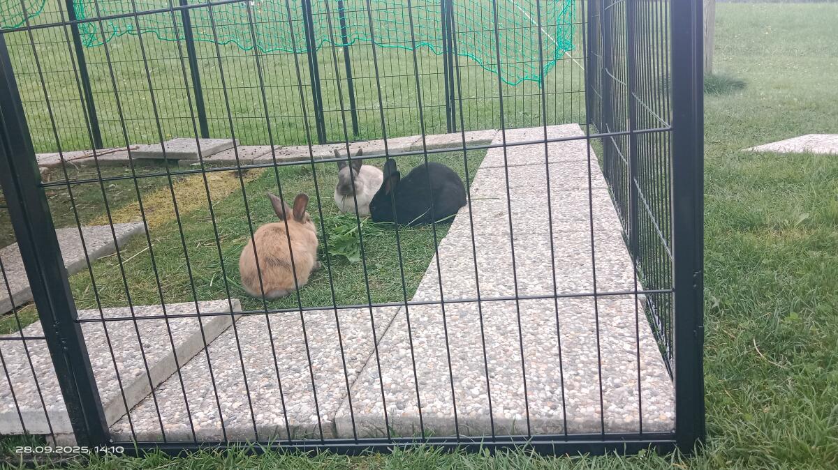 Zwergkaninchen Kastraten 3 Männchen pro Tier 3