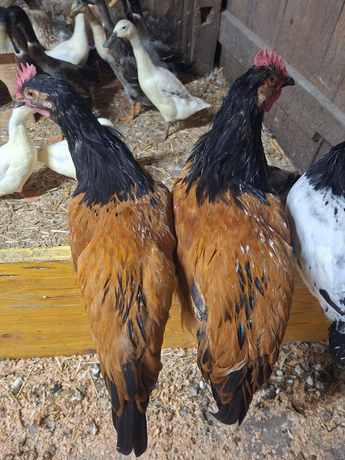 Reinrassige deutsche Vorwerkshähne 1