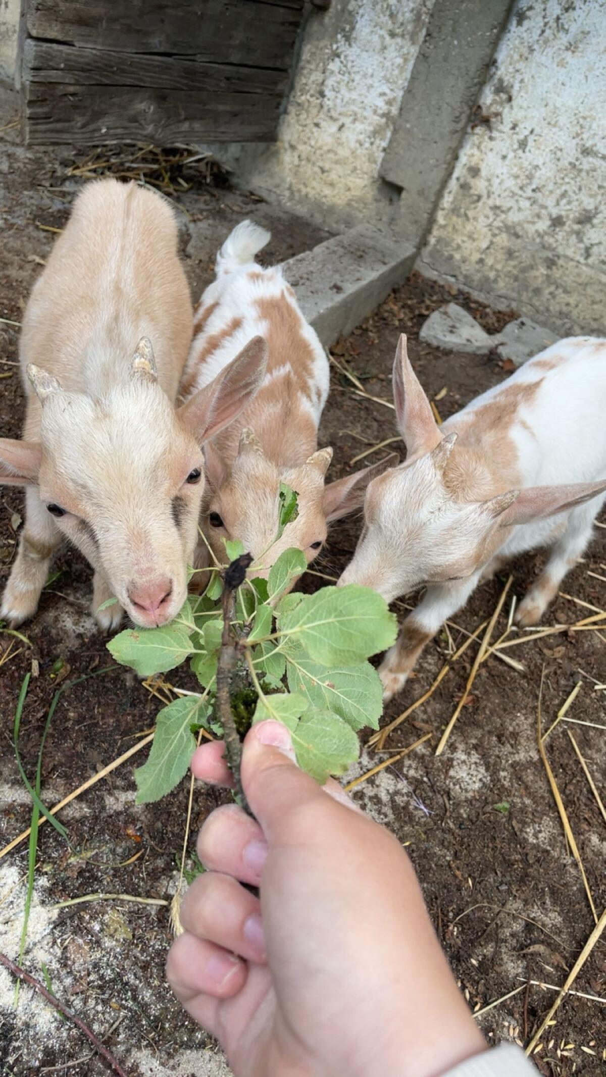 Mini-Zwergziegen 2