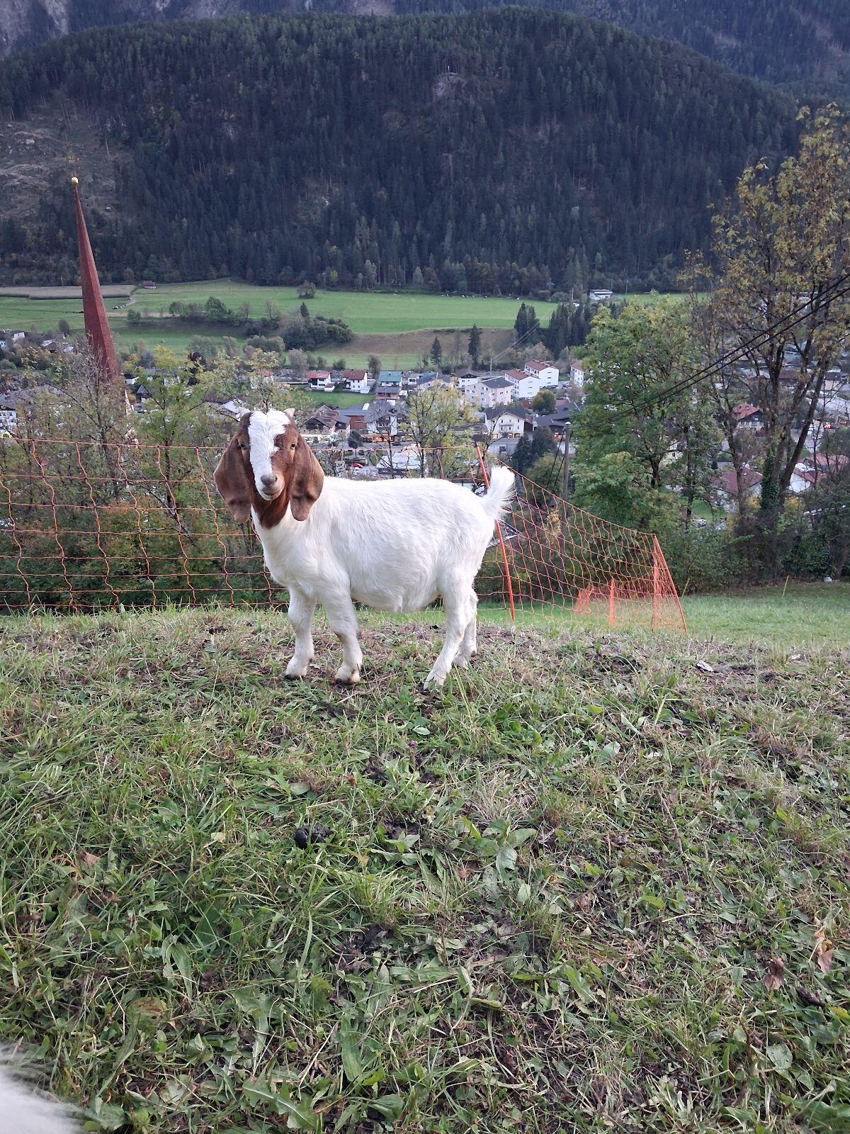 Burenbock 2