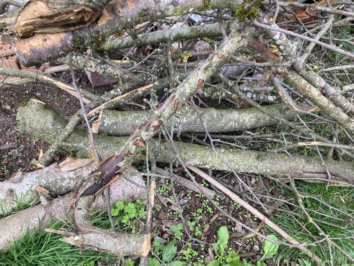 Obstgehölz zum Drechseln 2