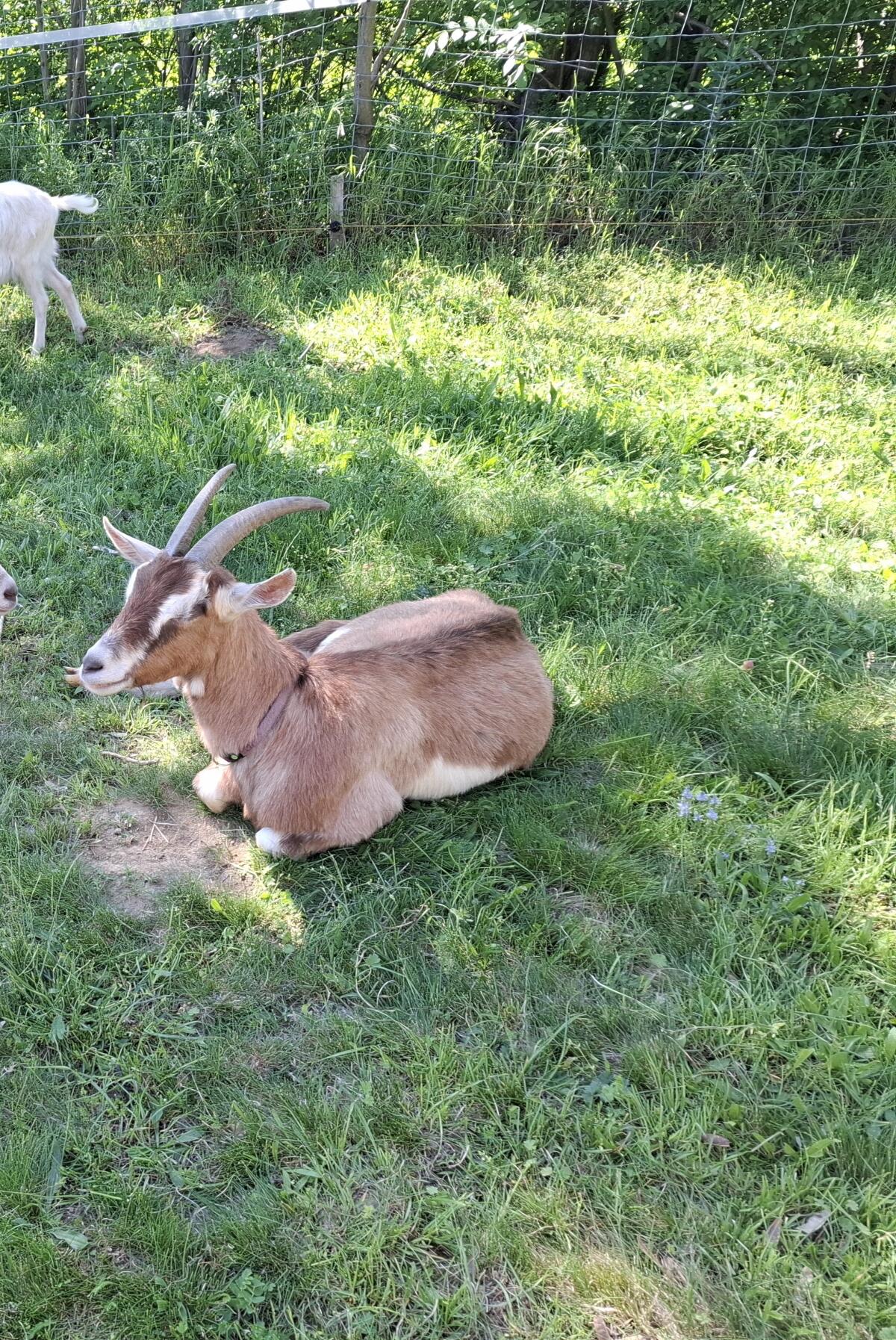 Ziege trächtig 2
