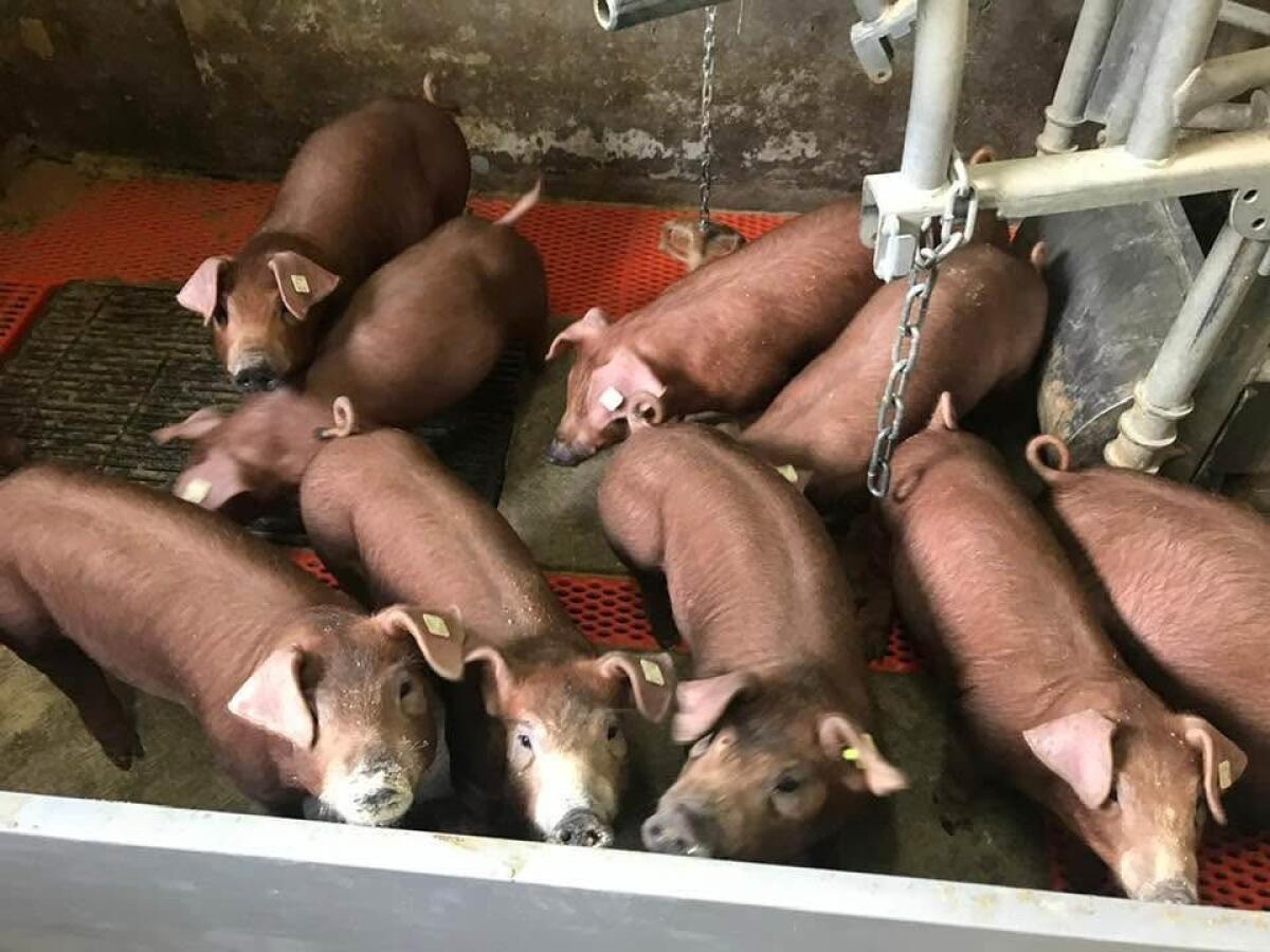 Verkaufe Durocferkel 2