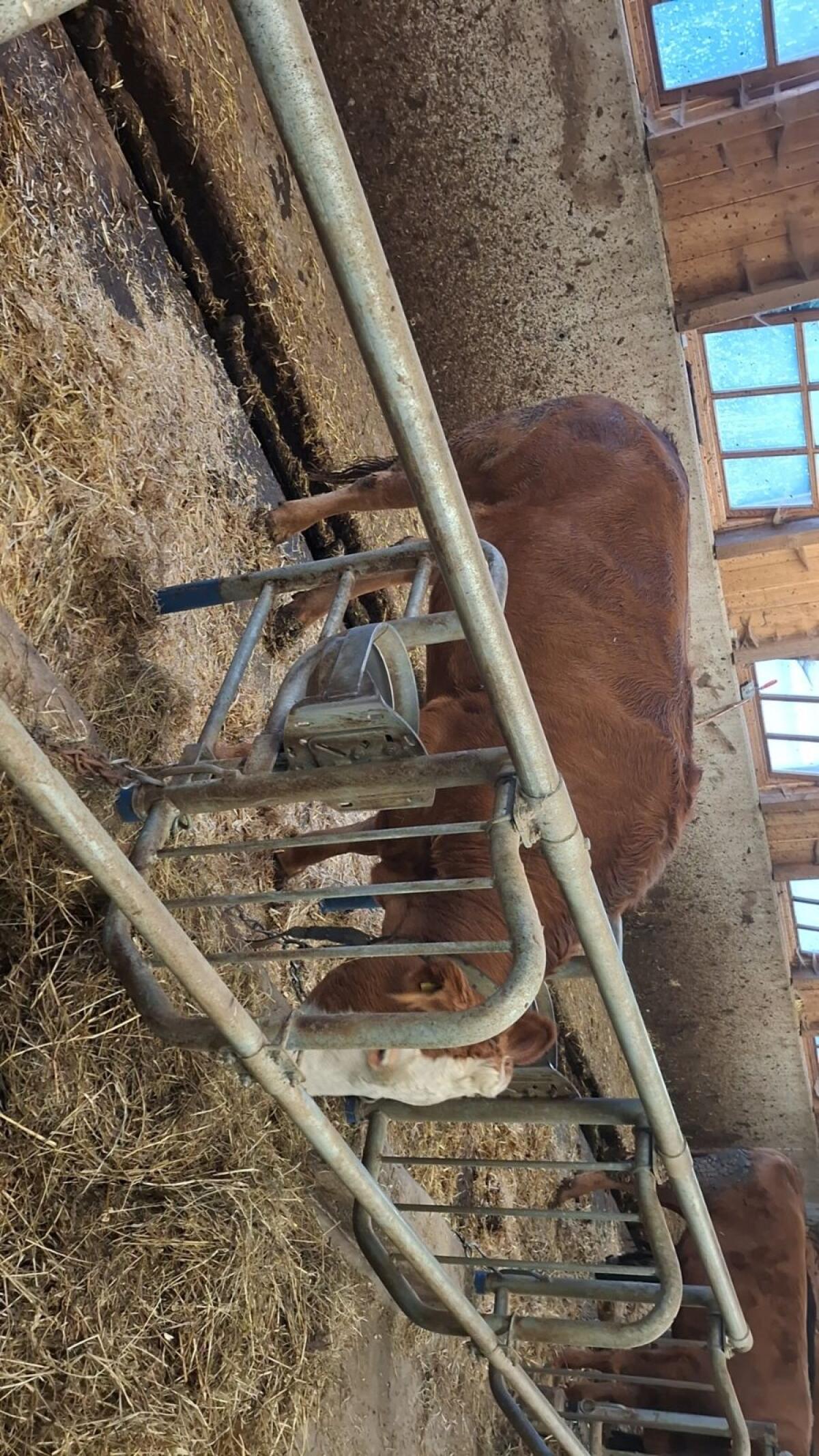 Kalbin Limousin/Fleckvieh 3