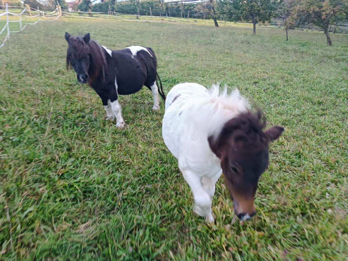 Shetlandpony 3
