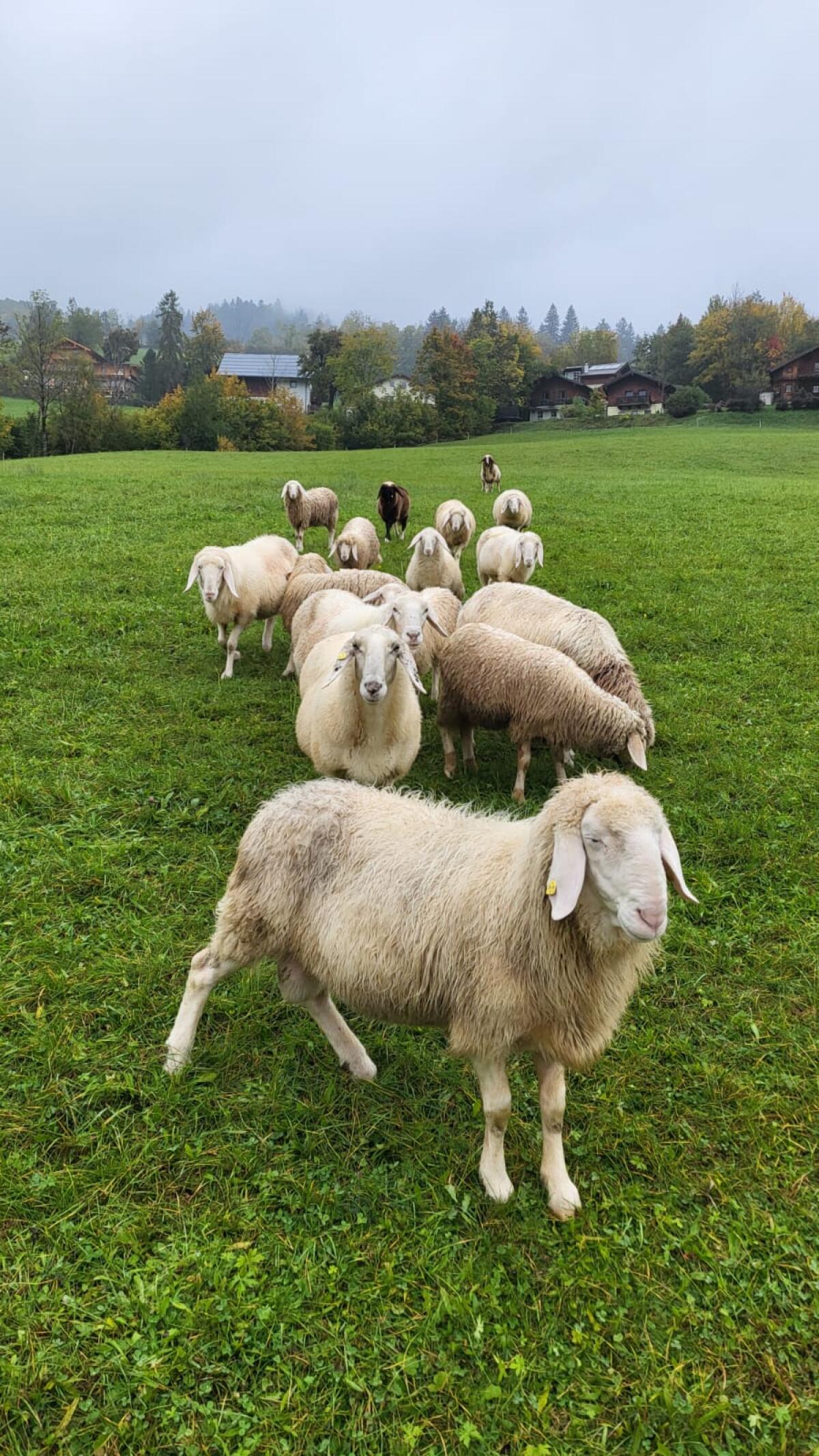 Schafherde (Tiroler Bergschaf) abzugeben 1