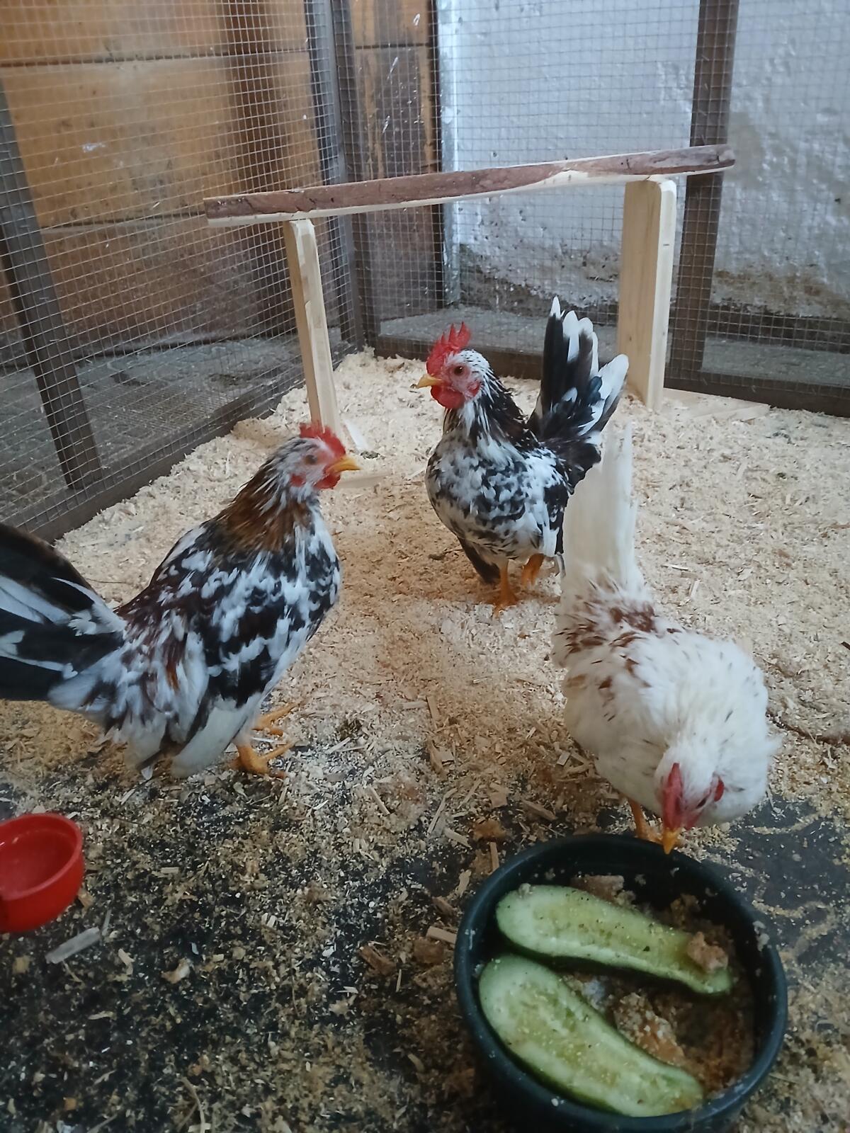 2 junge Serama Hähne suchen neuen Körnerspender 1