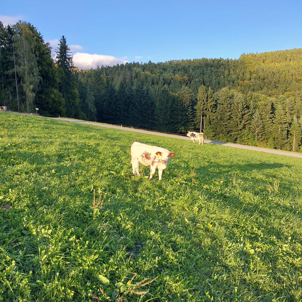 Pustertaler Sprinzen Kalbin Bio 3