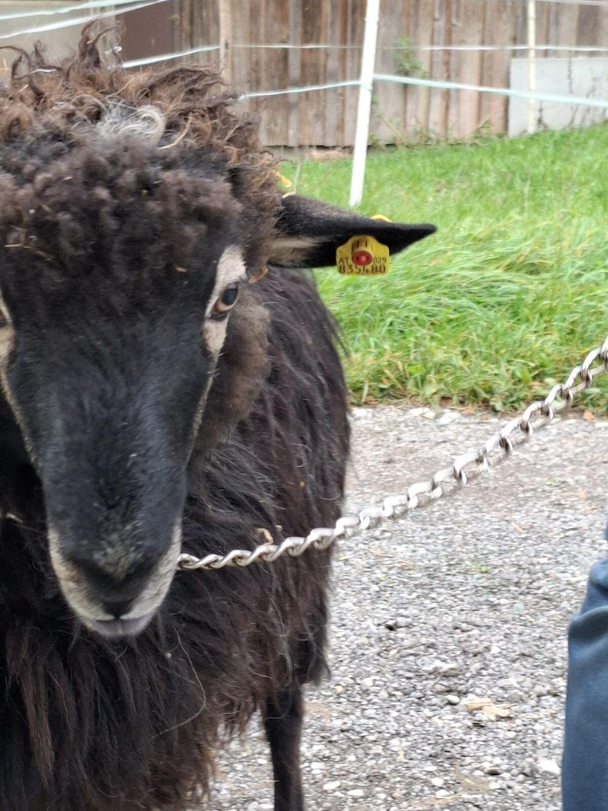 Krainer Steinschaf Jungwidder gekört 3