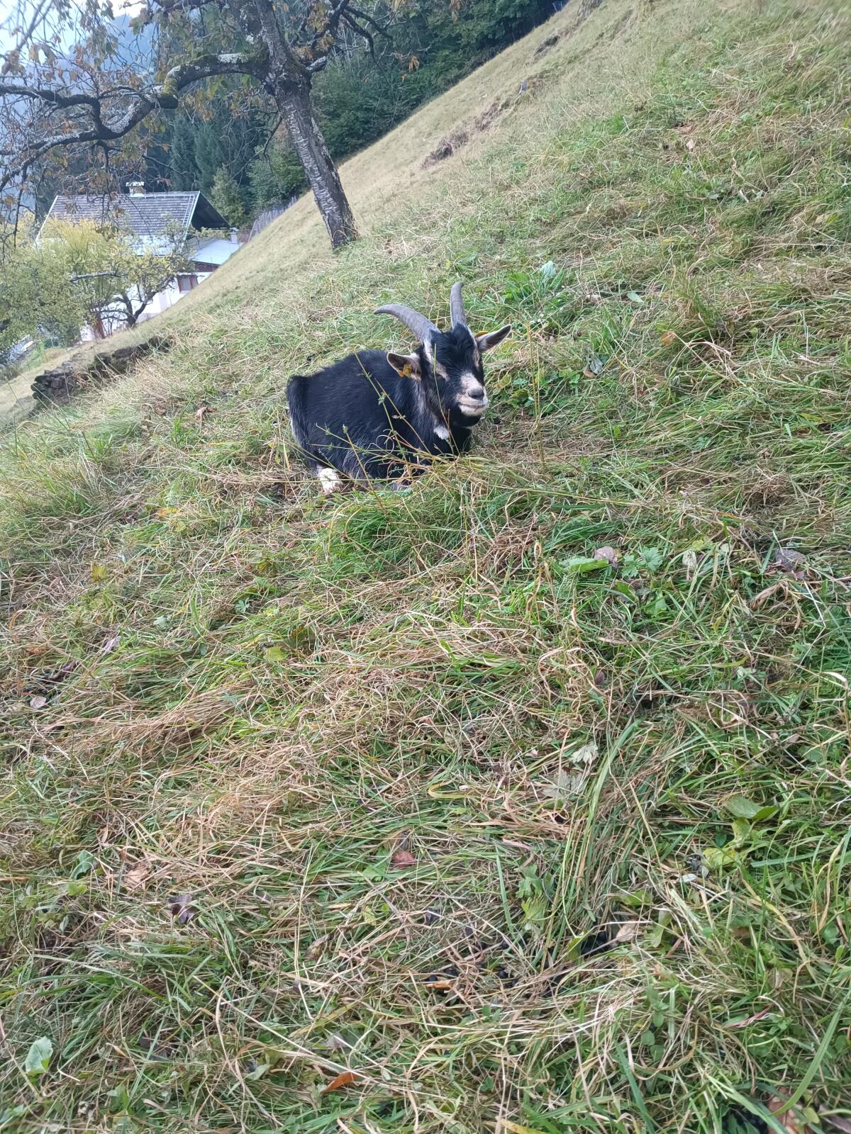 Ziegenbock 2