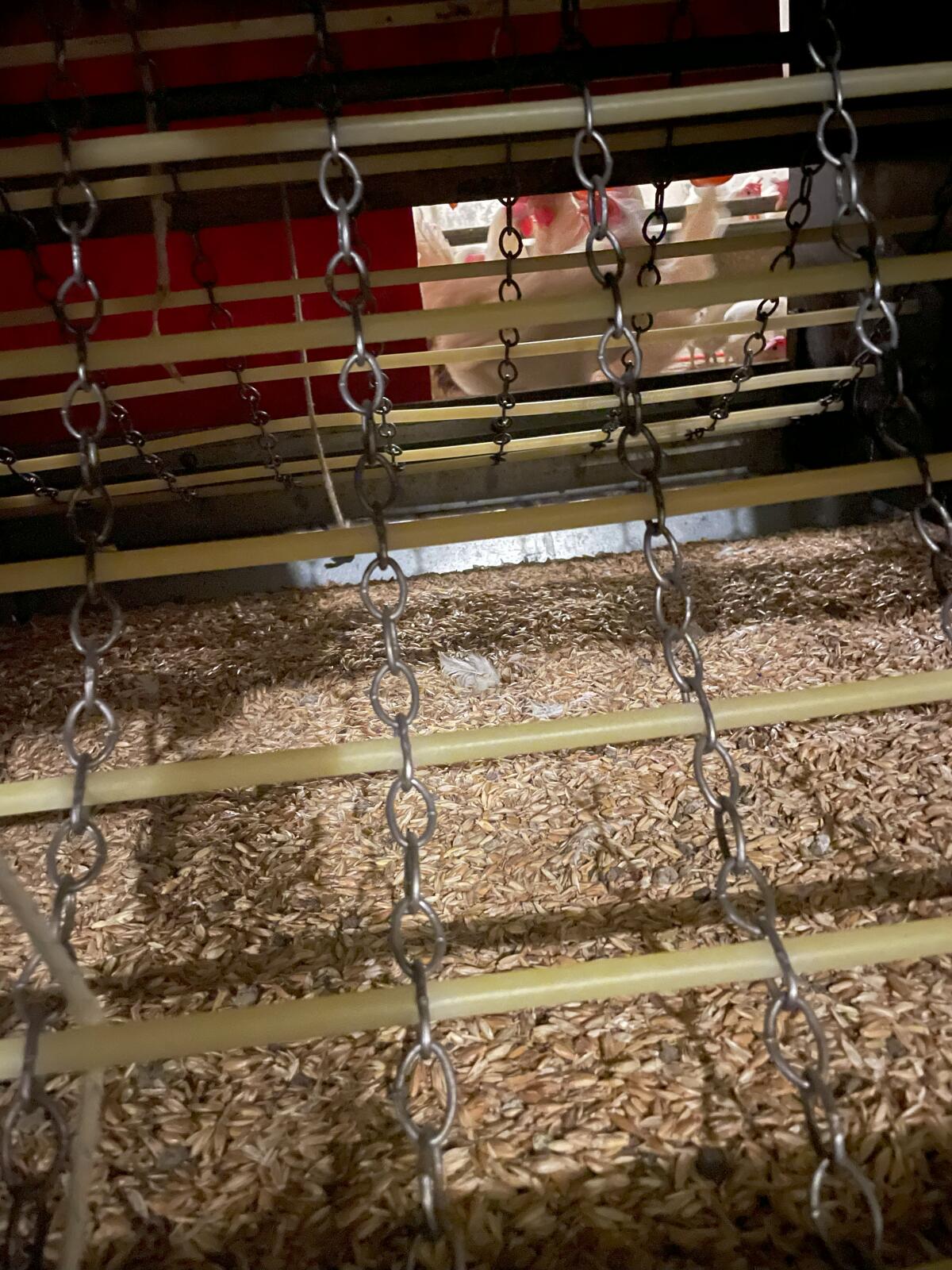 Legehennen Dinkelspelzen Legenest 2