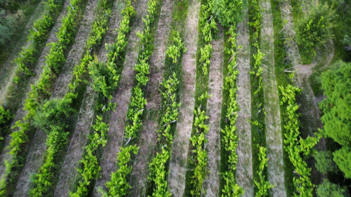 Unser Weinberg in Impruneta sucht neues Leben 2