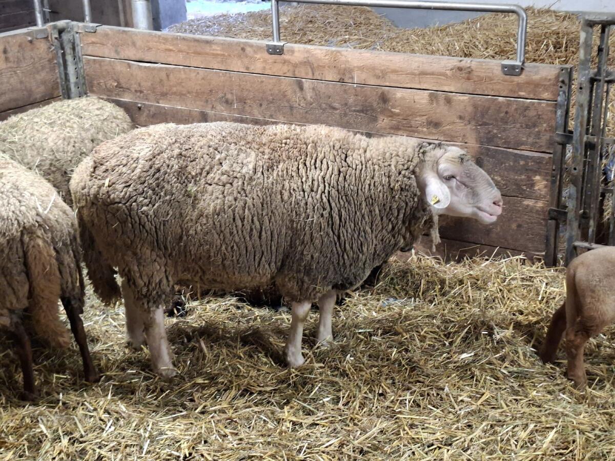 Merino Schafbock 3