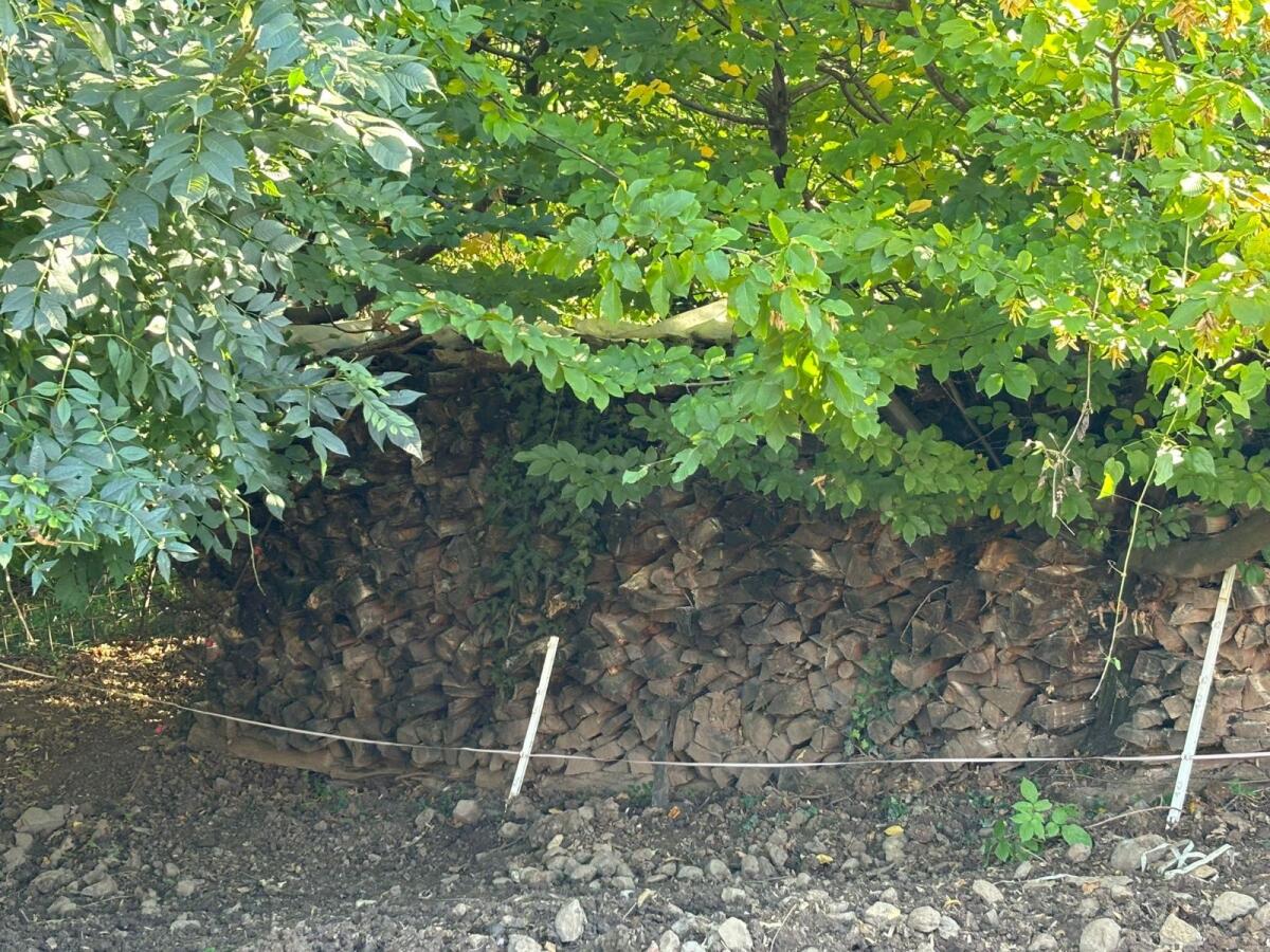 Hartholz gemischt 1