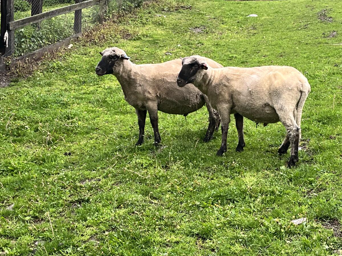 Reinrassige Shropshire Herde (Biobetrieb) zu verkaufen 2