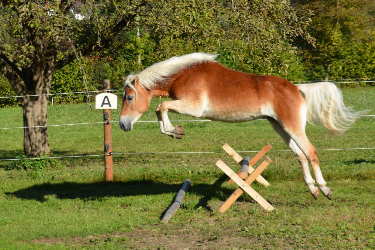 1,5-jähriger Haflingerhengst 3