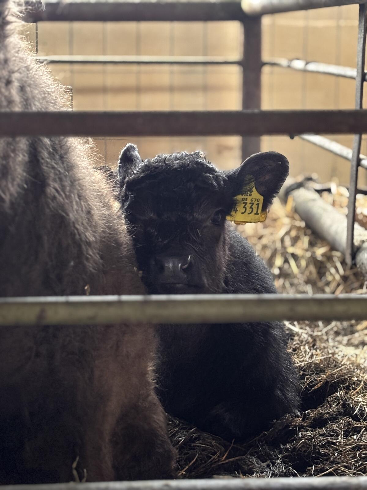 Absetzer Galloway Bulle 2