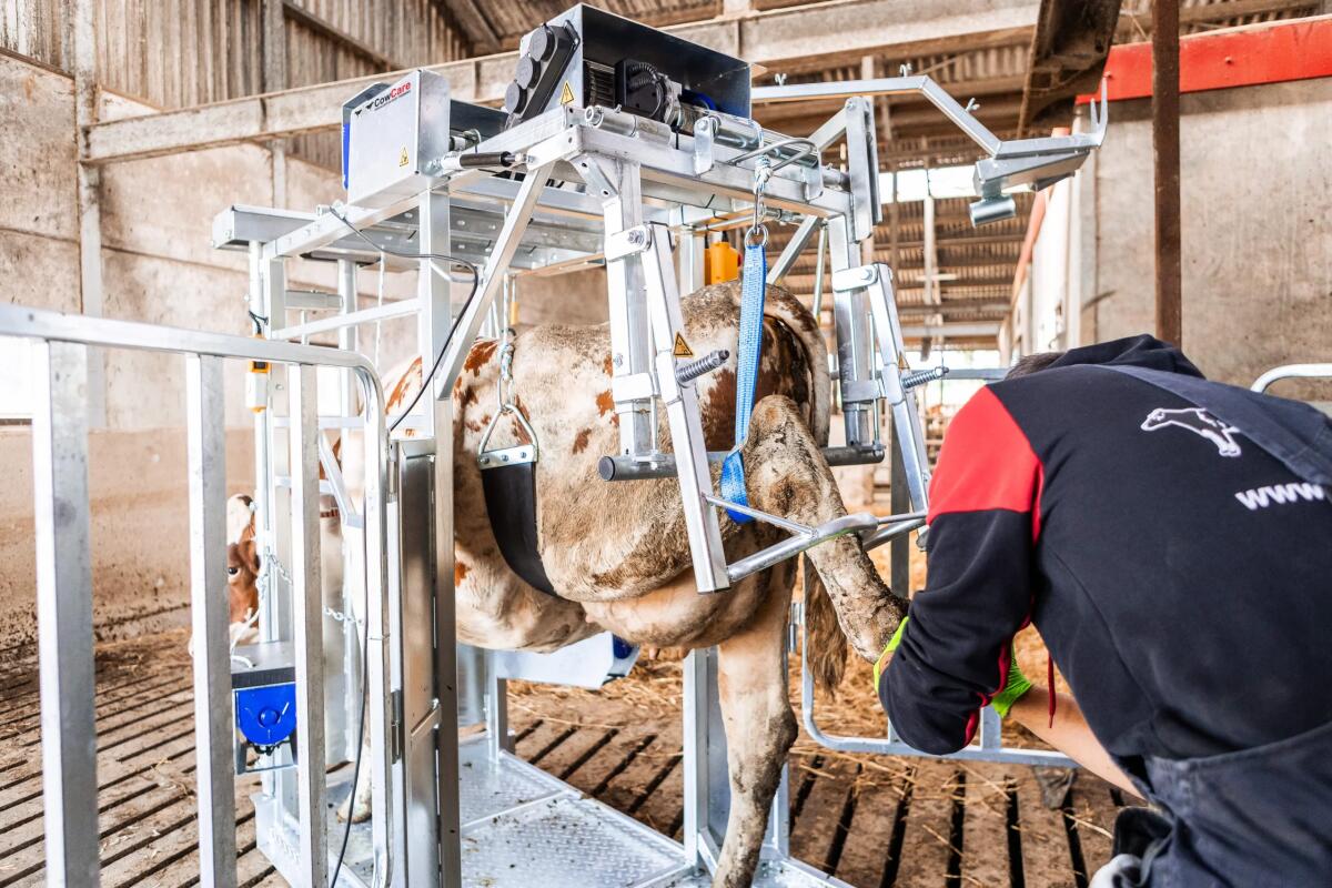 CowCare DAIRY Klauenpflegestand 2