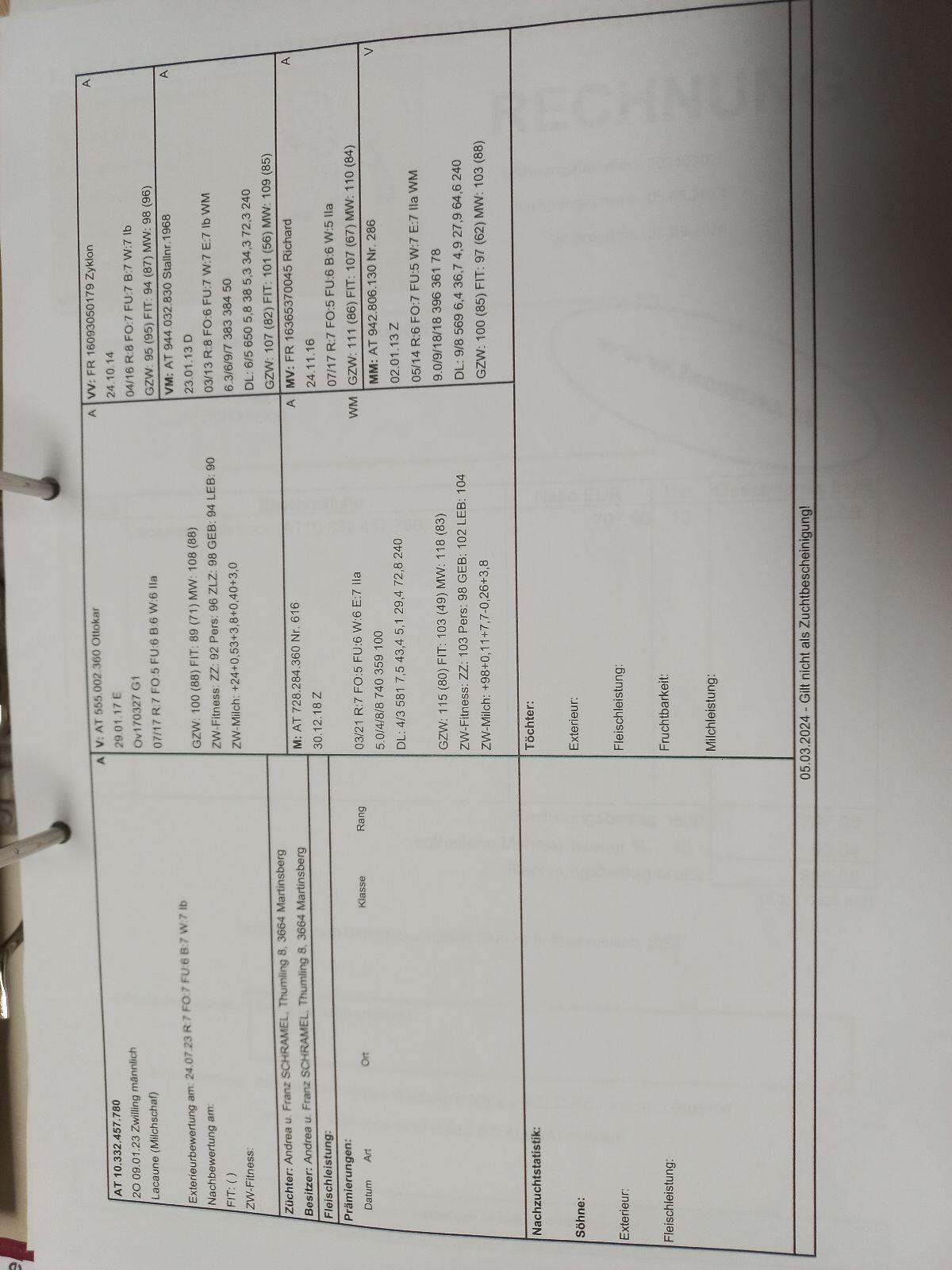 Widder Schaf 1