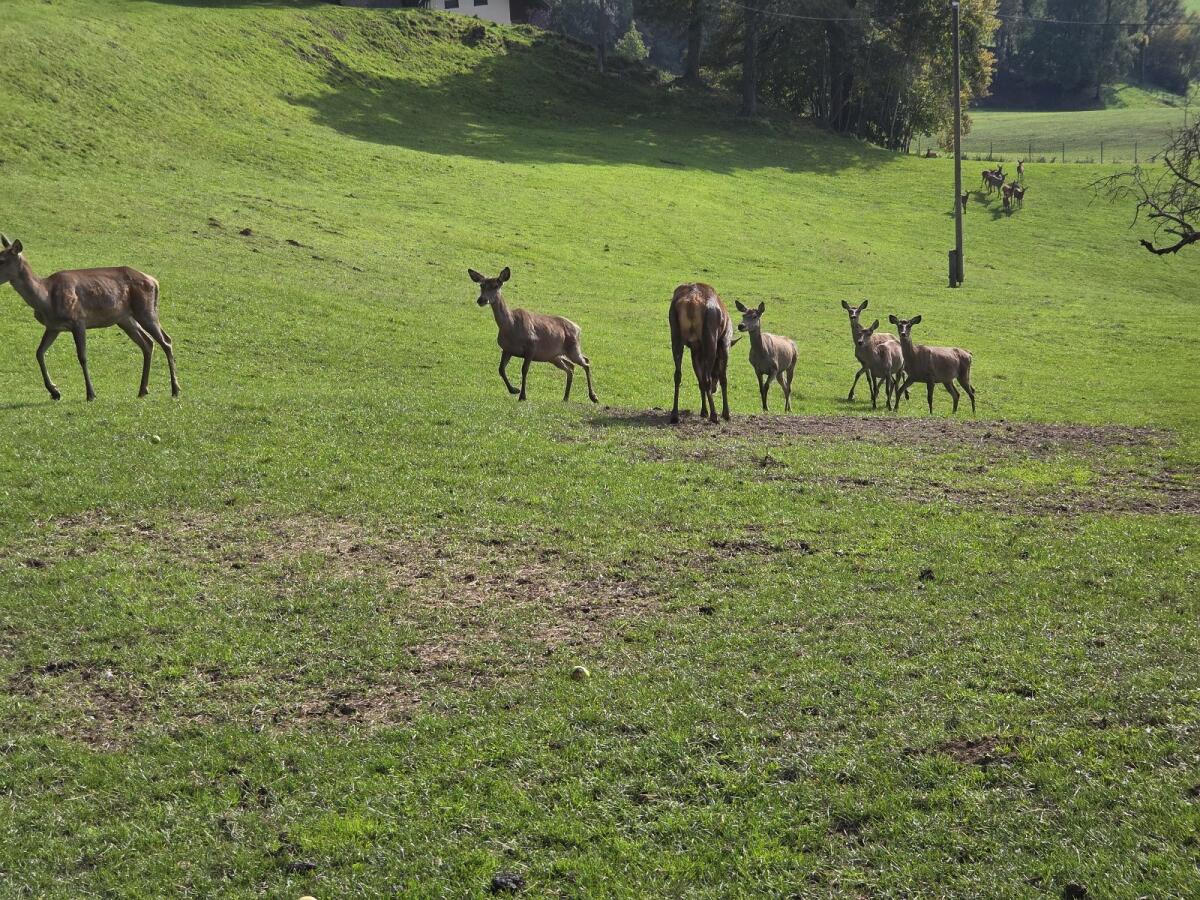 Rotwild Tiere Herde Zucht Kälber 1