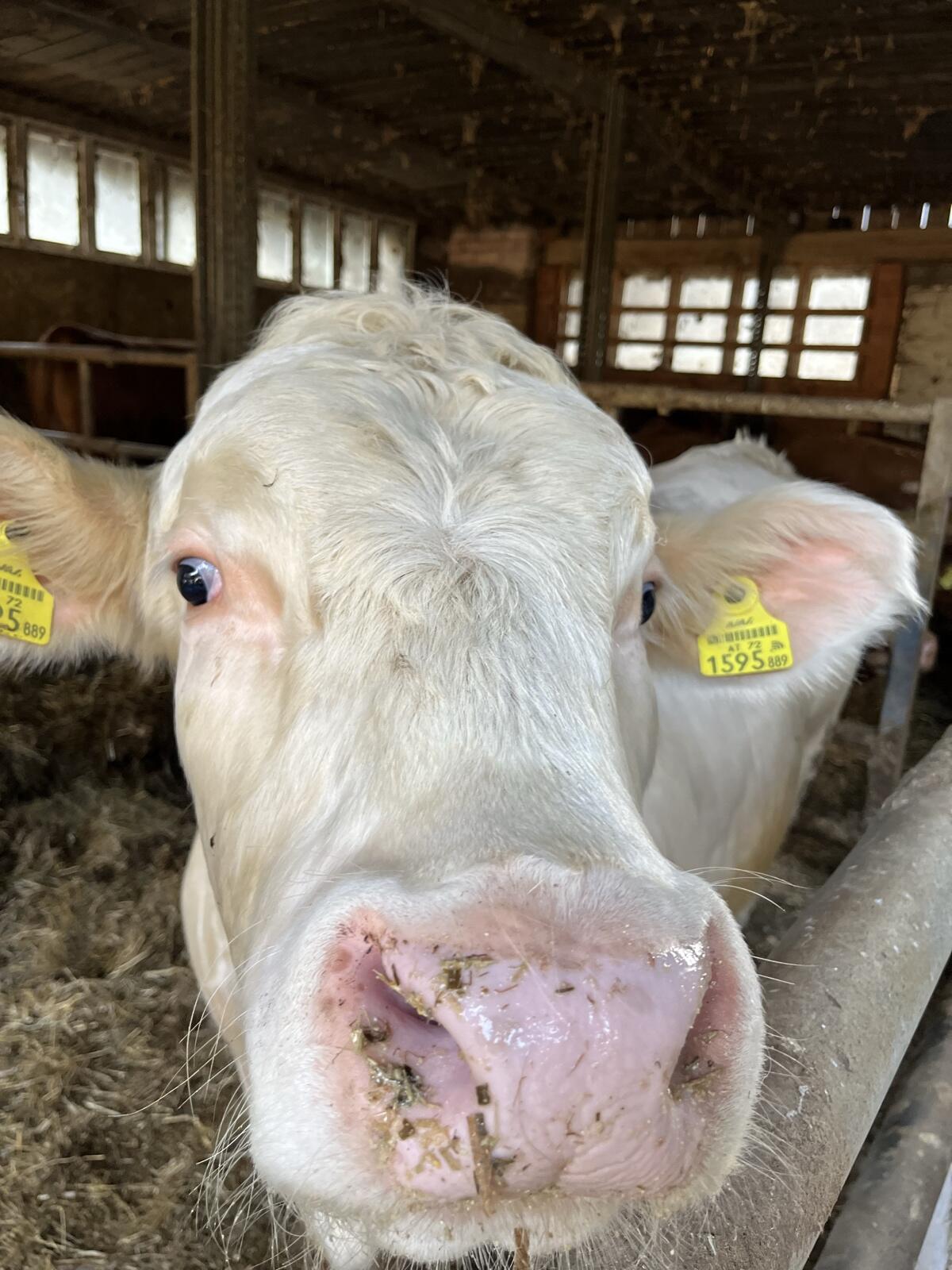 Charolais Stier 2