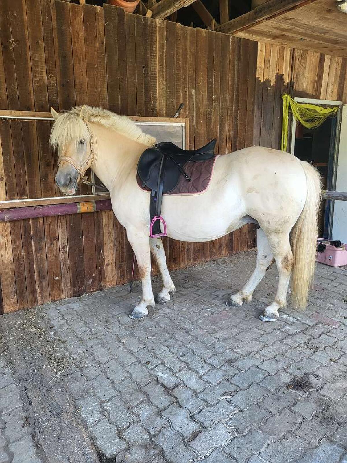 Reitbeteiligung Graz Mitreiter Pferd Fjordpferd 1